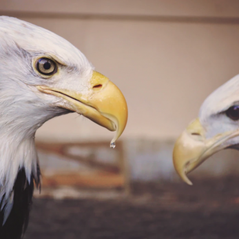 project managers vs product managers differences