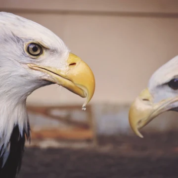 project managers vs product managers differences